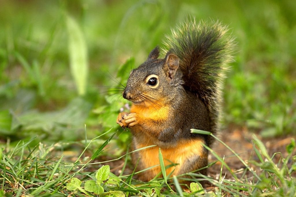 a Douglas squirrel feeding on a backyard in WA
