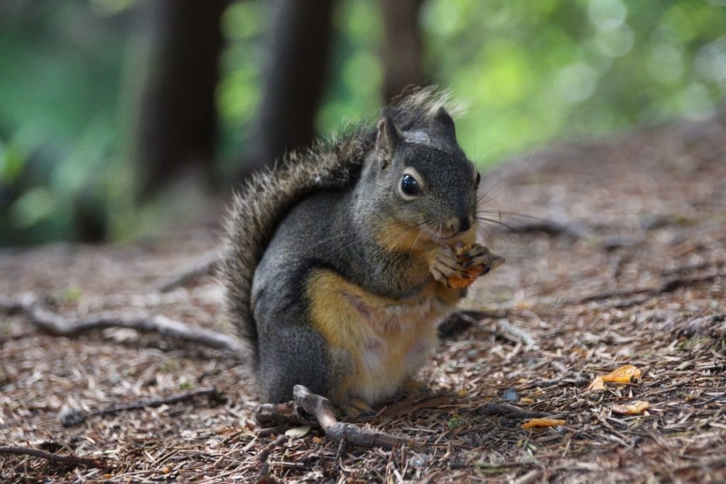 a Douglas squirrel feeding on the ground