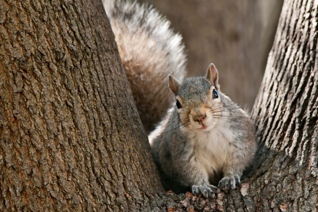 an eastern gray squirrel looking from a tree