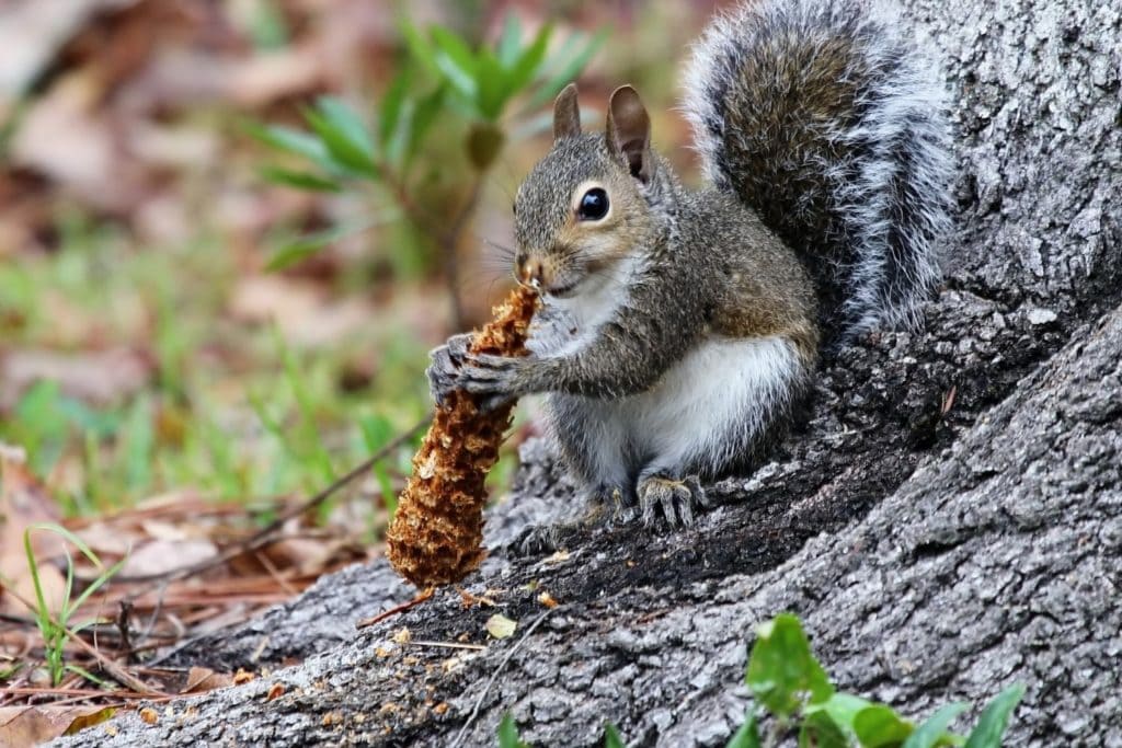 an eastern gray squirrel playing with acorn