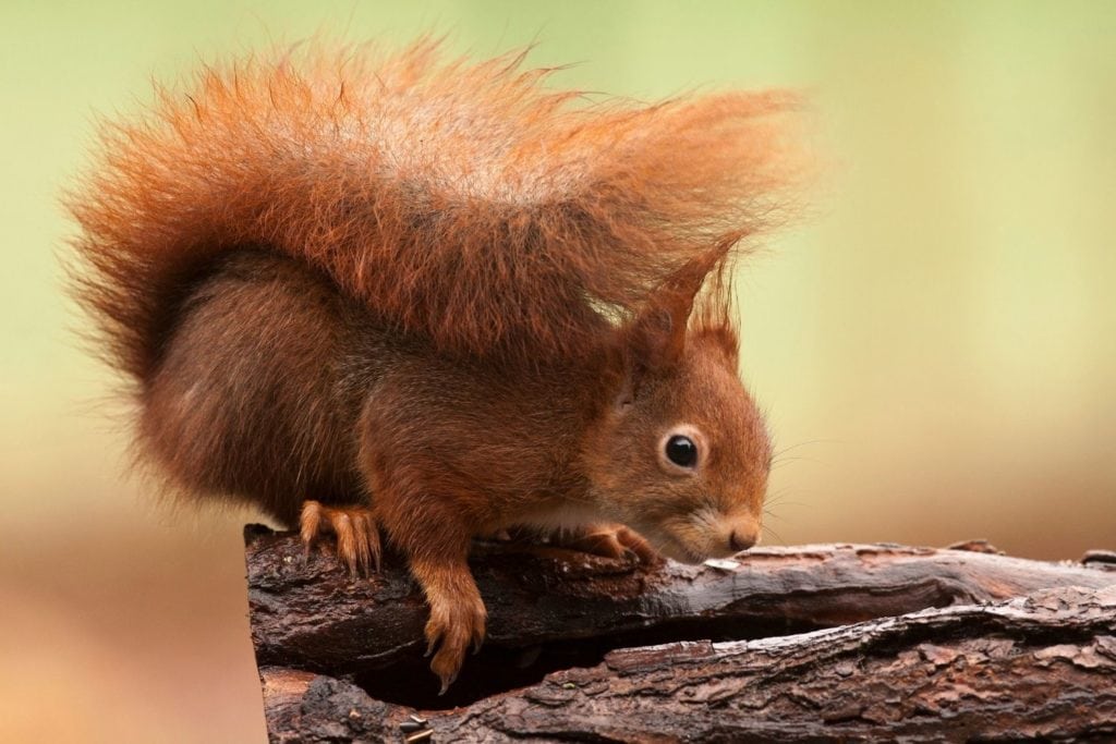 a Eurasian red squirrel sitting on a tip of a tree log