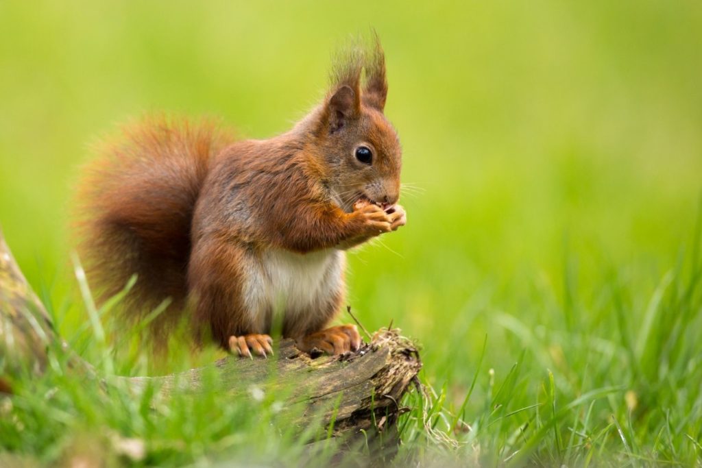 a Eurasian red squirrel eating a nut on a meadow