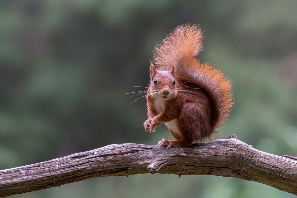 Eurasian red squirrel (Sciurus vulgaris) eating a hazelnut on a branch. 