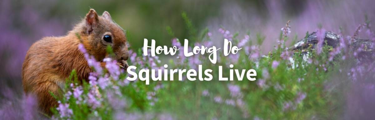 how long do squirrels live featured photo
