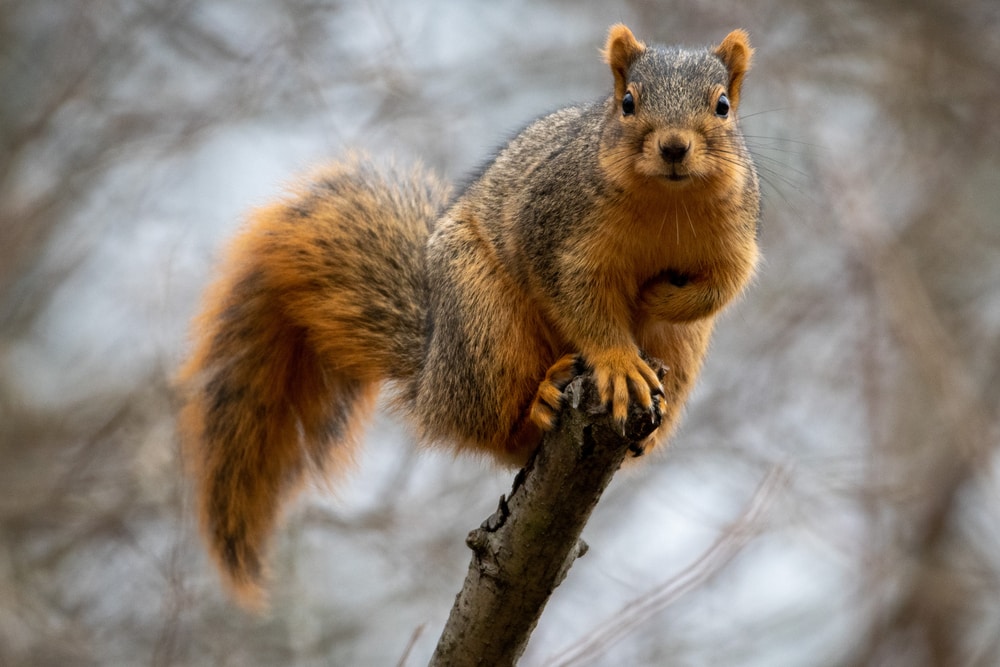 Beautiful fox squirrel perched on tip of tree branch.