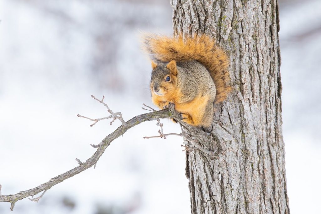 a fox squirrel sitting on a tree branch on a winter morning