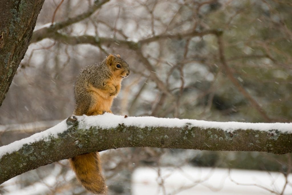 a fox squirrel staying warm sitting on a snowy tree branch 