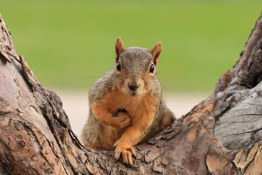 Portrait of fox squirrel (Sciurus niger) sitting on branch in Denver, Colorado, USA