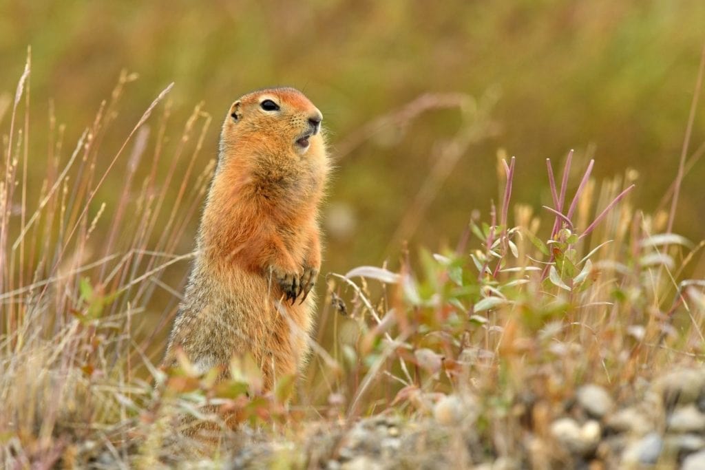 an Arctic ground squirrel feeding on grass