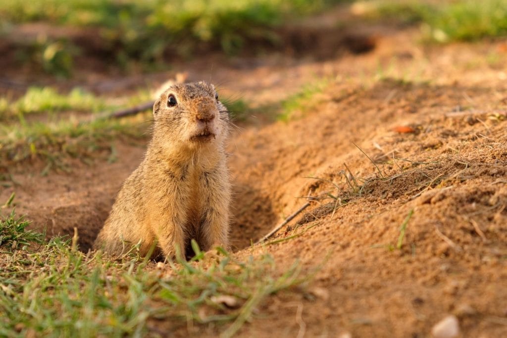 a European ground squirrel coming out from its hole