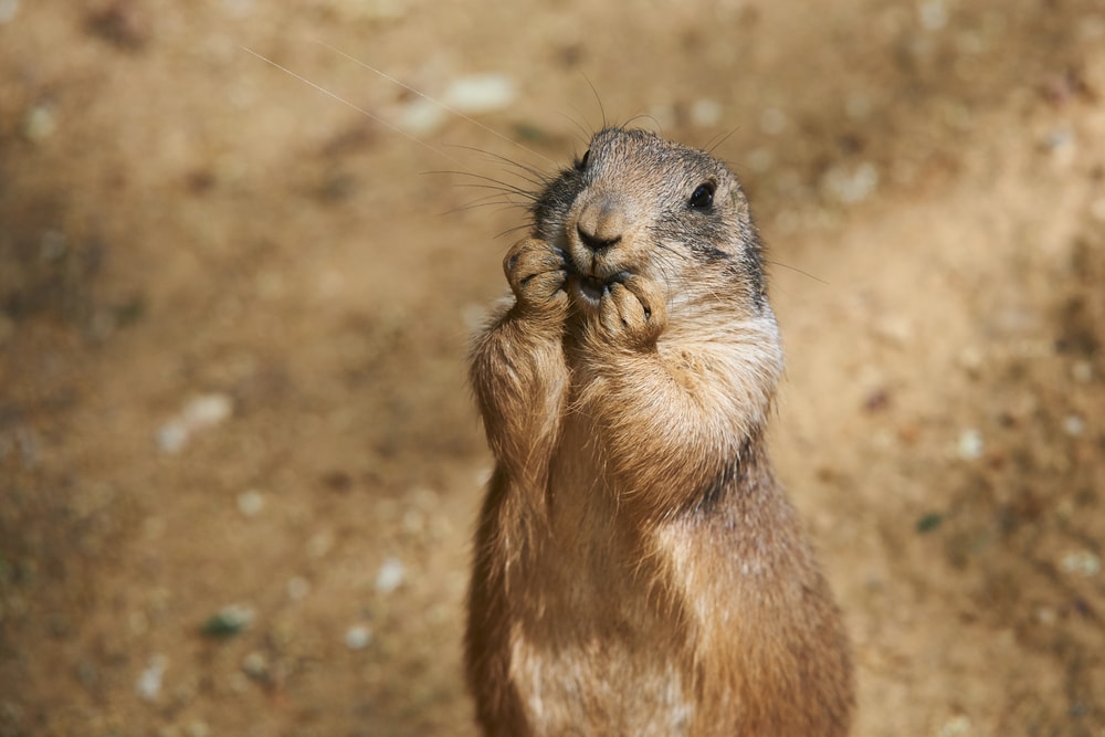 an adorable black prairie dog from ground squirrel family with hands on its chin