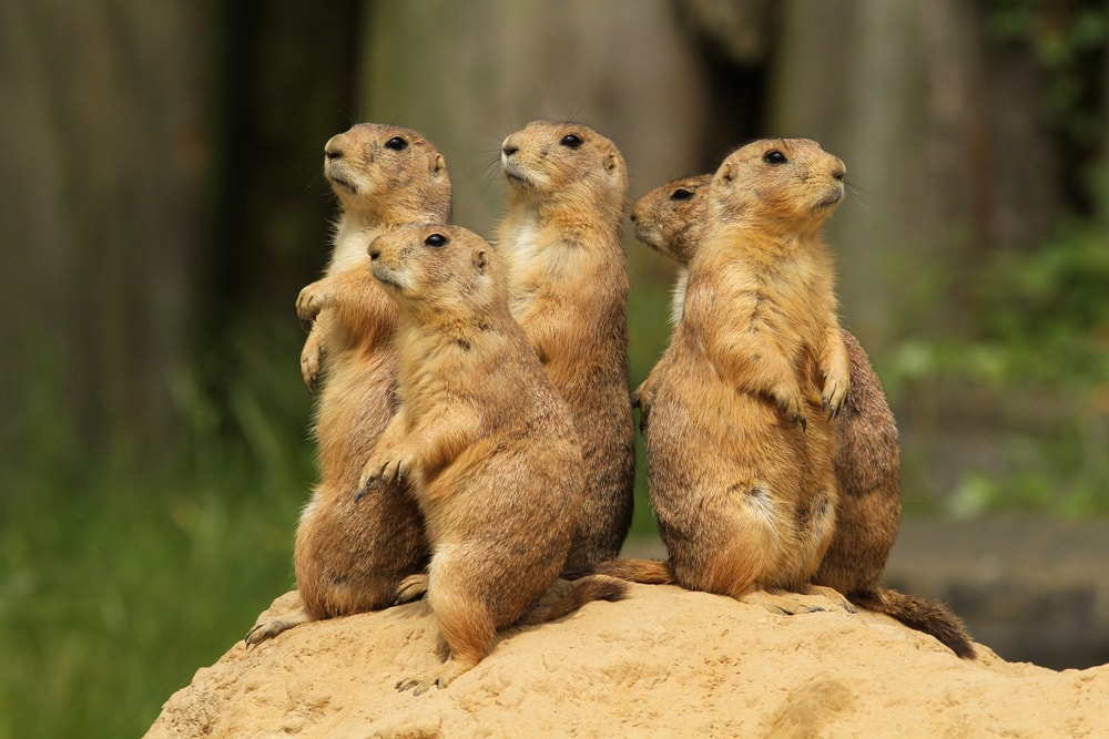 a group of prairie dogs from the ground squirrel family, standing on hind legs