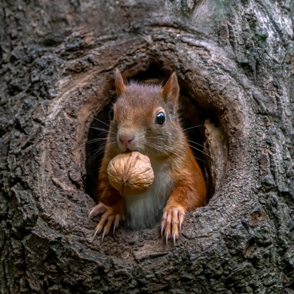 Eurasian red squirrel (Sciurus vulgaris) cautiously peeks out of the hole in a tree with a walnut in its mouth