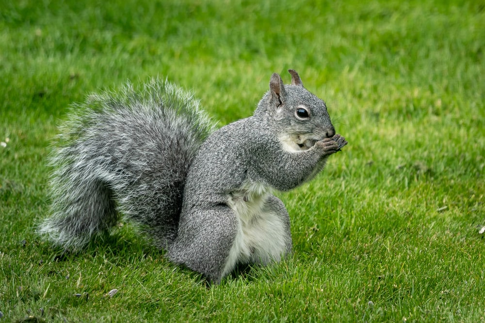 a western gray squirrel eating seeds on the grass
