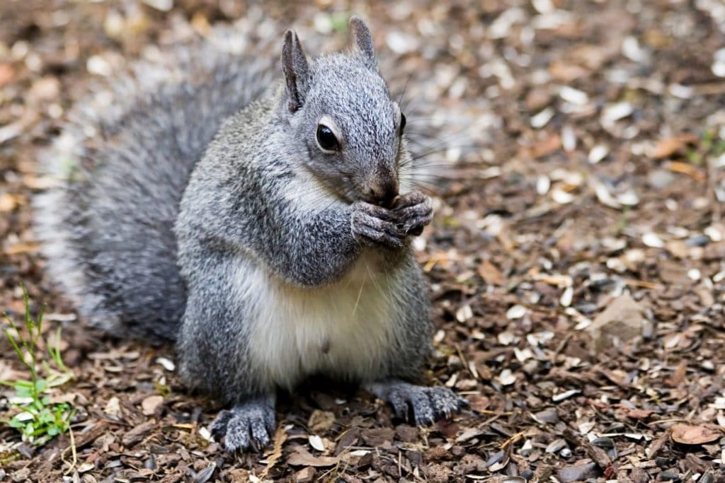 a western fray squirrel eating sunflower seed