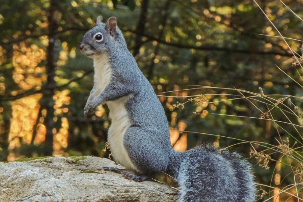a western gray squirrel sitting on a rock