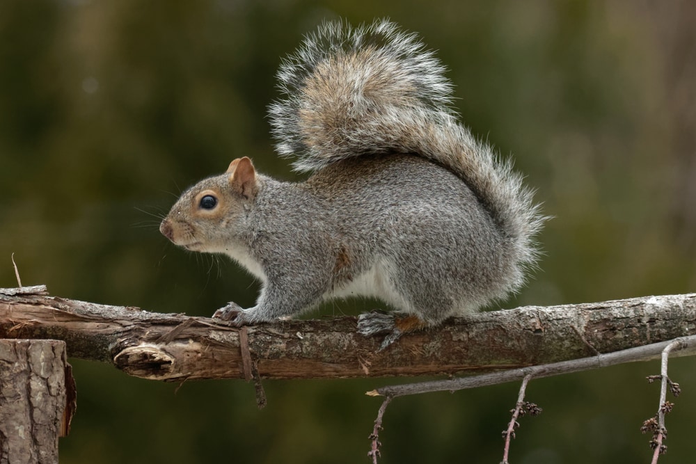 Eastern Grey Squirrel or  Sciurus carolinensis on a branch