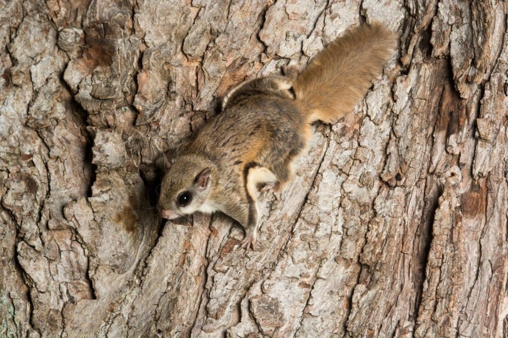 a southern flying squirrel on a tree bark