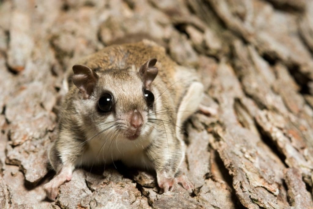 close up of a southern flying squirrel on a tree bark