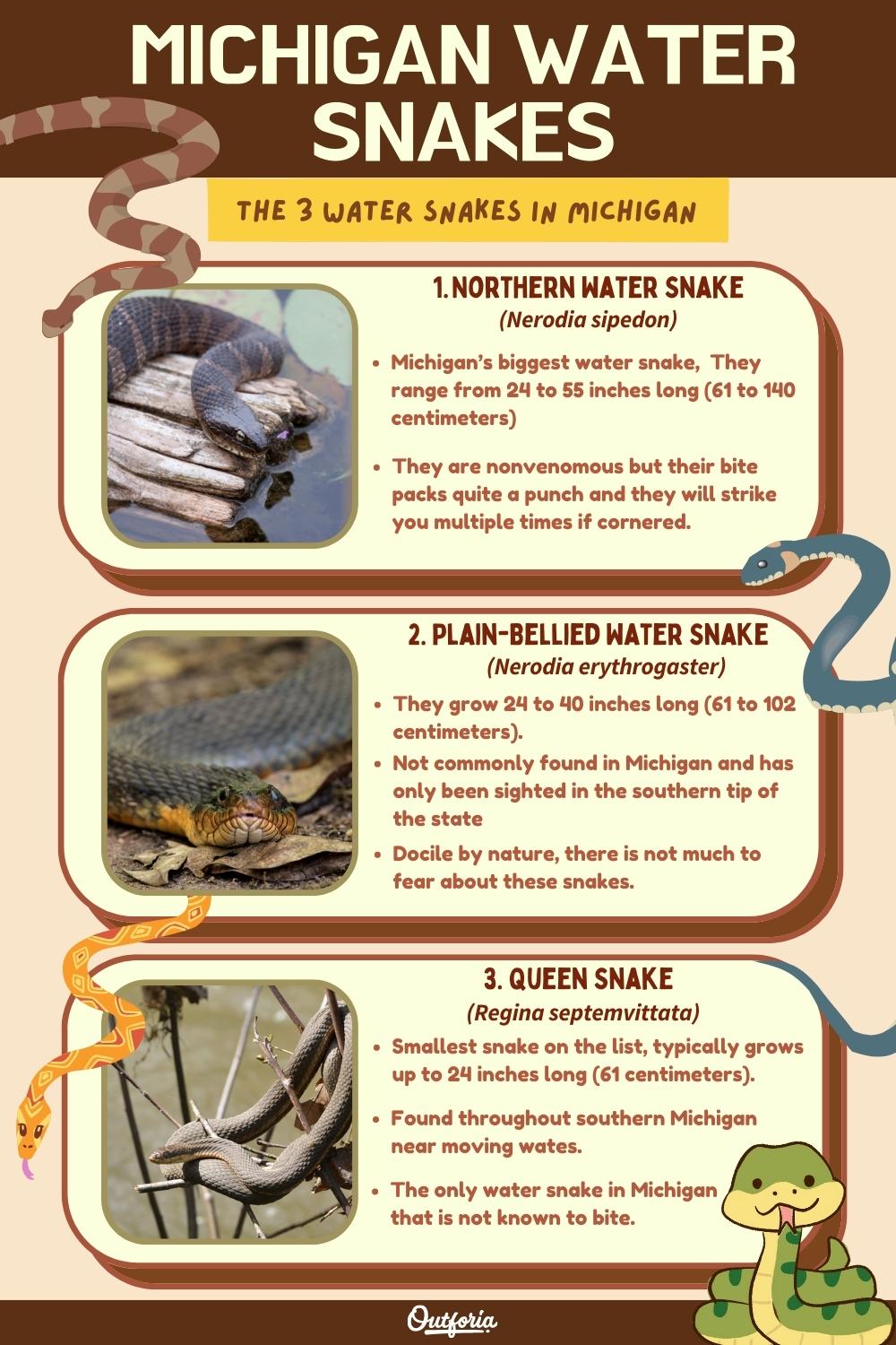 chart of the 3 Michigan water snakes with names, images, and brief descriptions