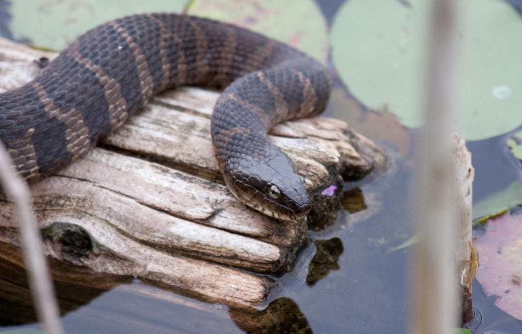 a northern water snake sunning on a tree break in a river