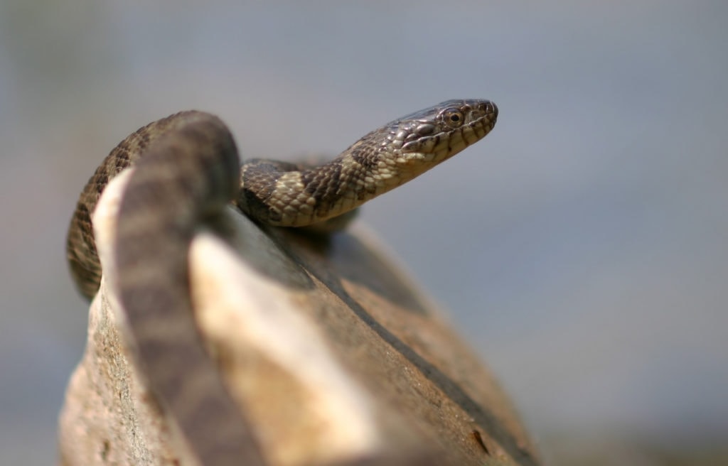 a northern water snake resting on a stone