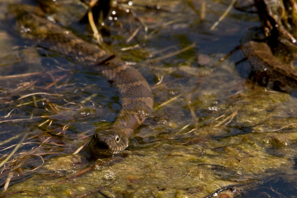 a northern water snake swimming on a river