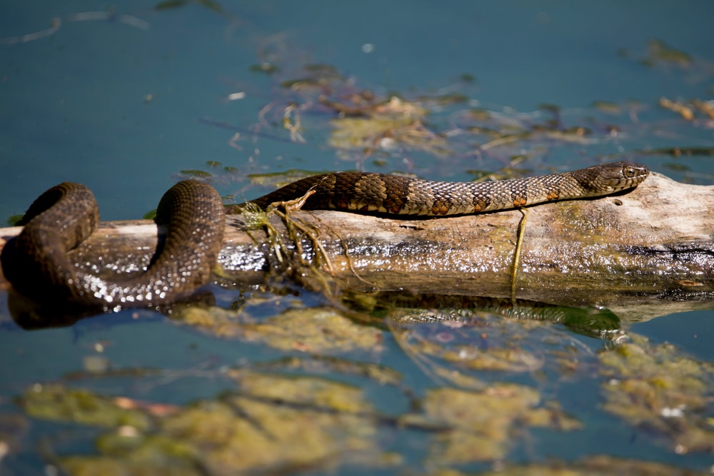 Northern water snake sunning on log in the pond.