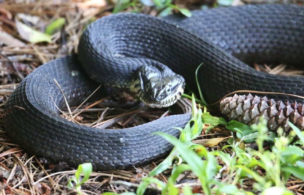 a plain-bellied watersnake lying on the grass
