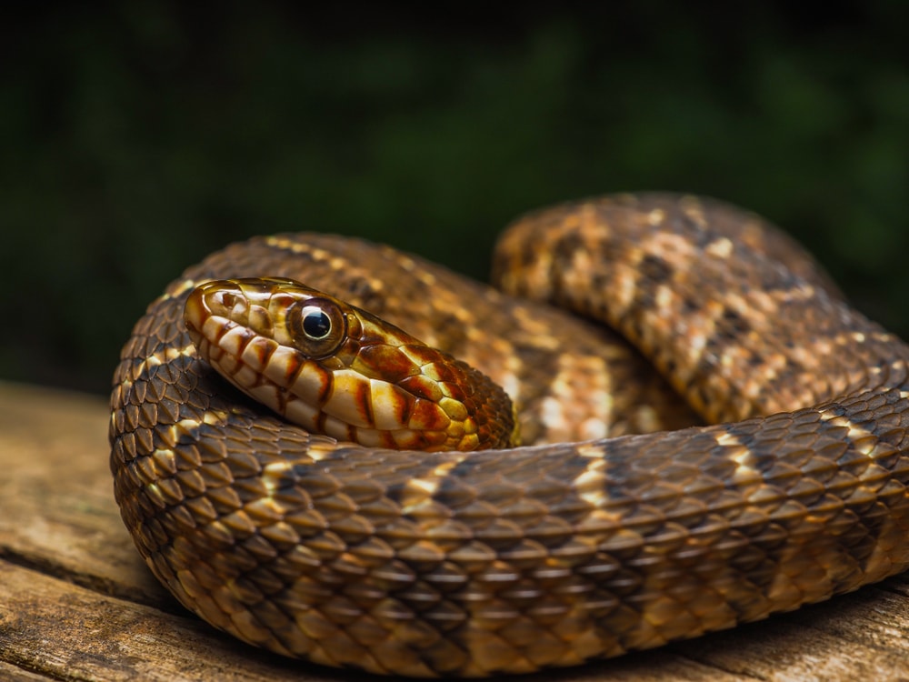 a coiled plain-bellied water snake in michigan coiled on a log