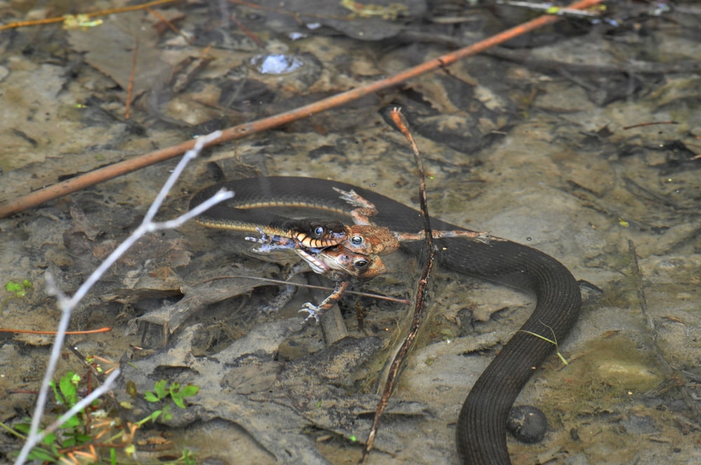 a plain-bellied water snake eating a mating frog