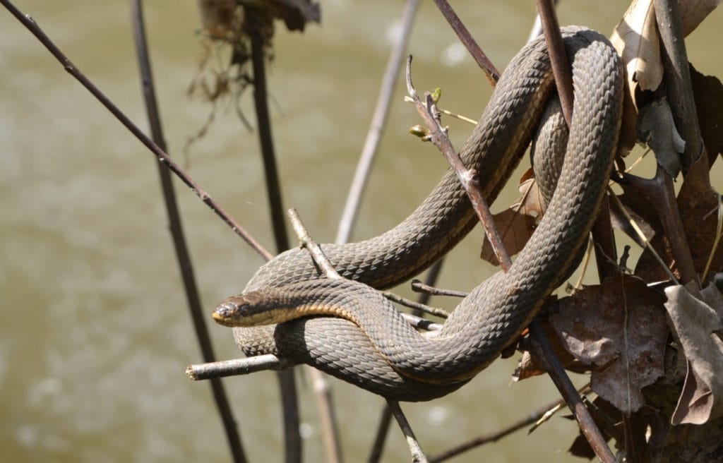 a queen snake sunning on a tree branch bt the river