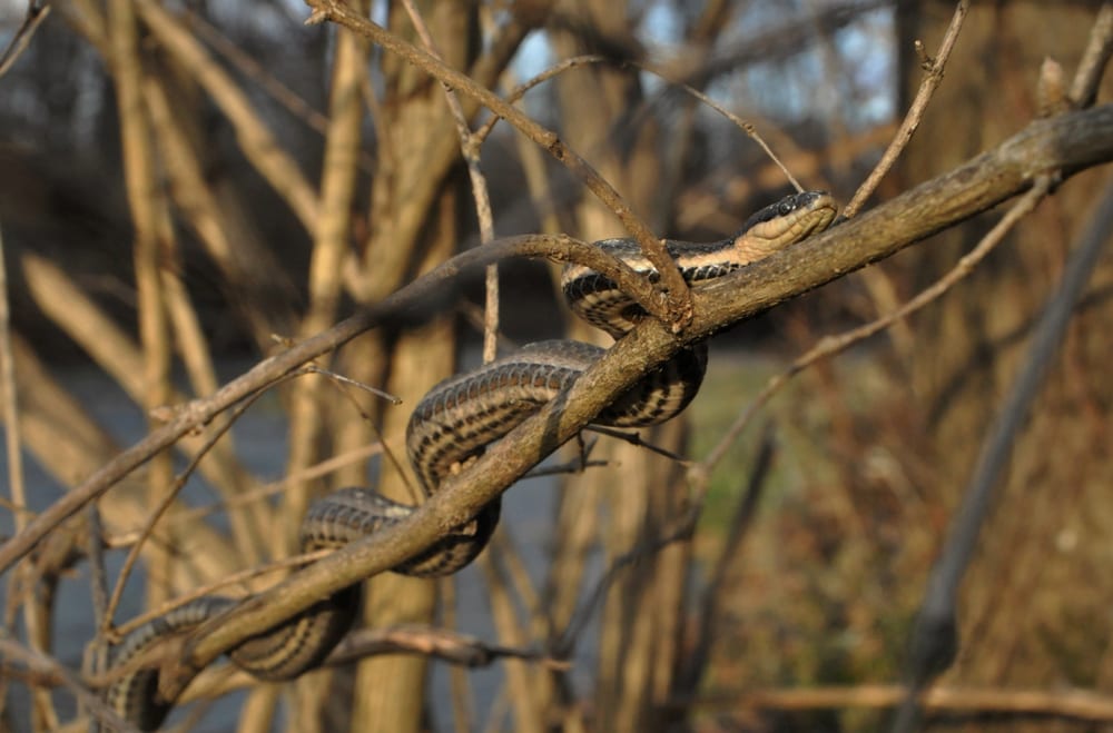 a queen snake from michigan  basking on a tree branch during winter