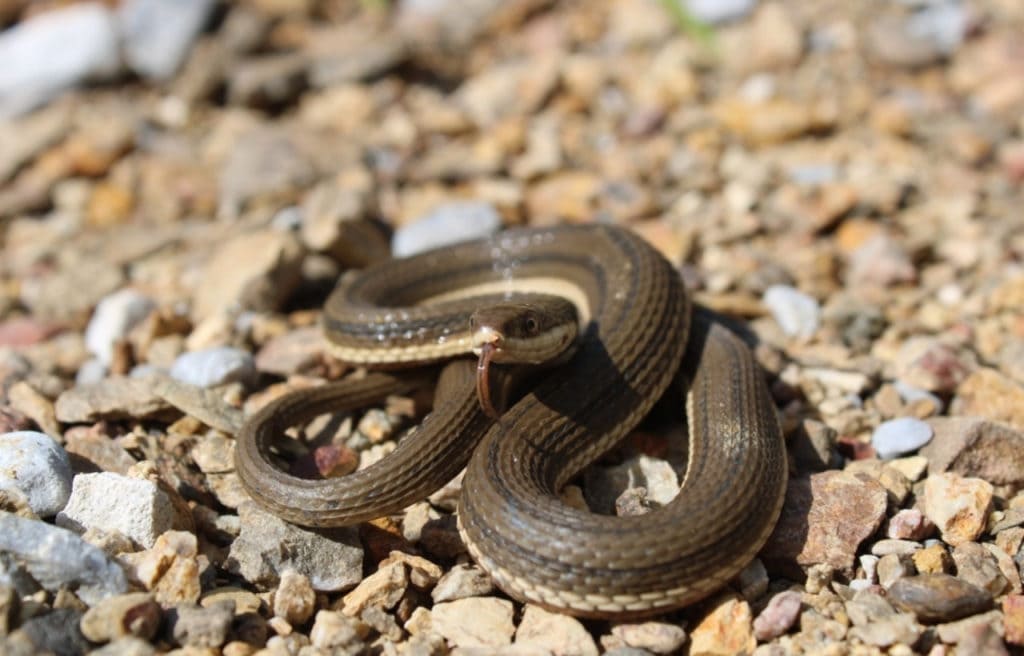 a juvenile queen snake coiled on pebbles 