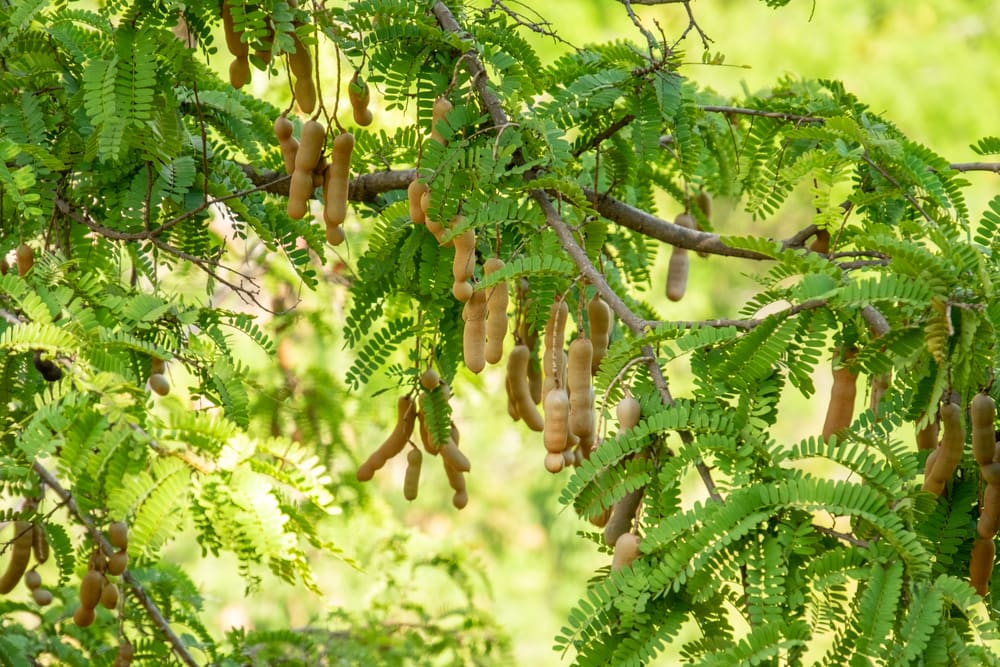 Raw tamarind fruit hang on the tamarind tree in the garden with natural background