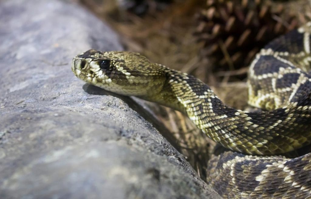 close up of a diamondback rattlesnake  restings its head on a stone
