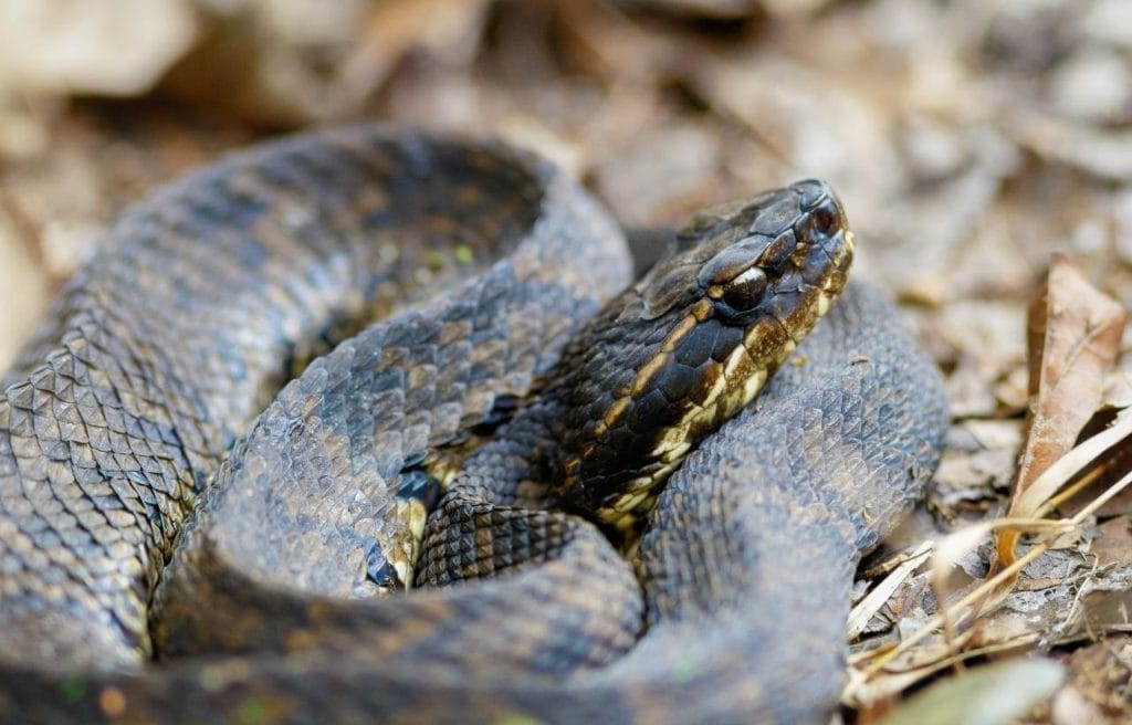 close up image of a water moccasin or cottonmouth, one of the common rattlesnake species you can see in Georgia