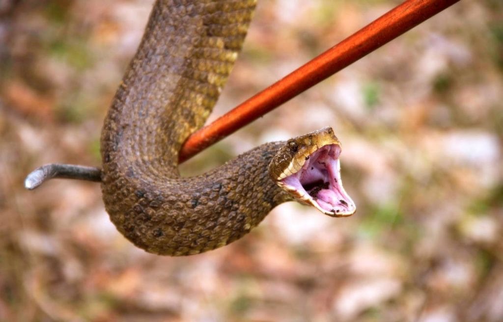 image of a cottonmouth with mouth opened ready to attack