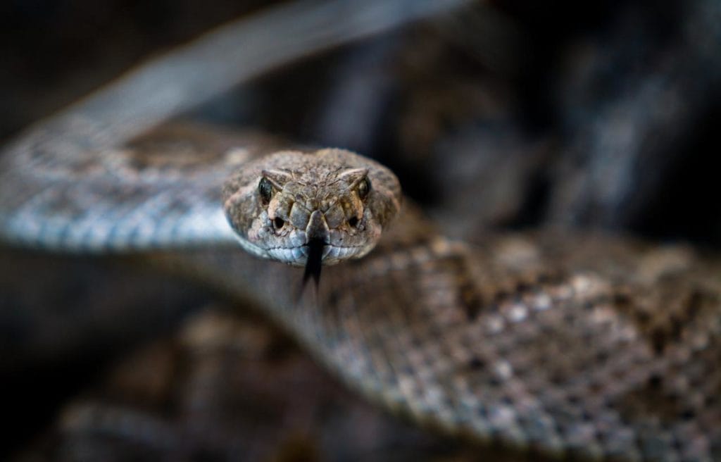 a diamondback rattlesnake looking straight with its tongue out