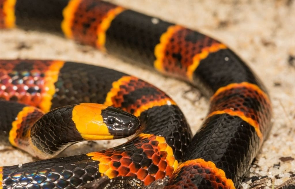 closeup of an eastern coral snake, a rare snake species in Georgia