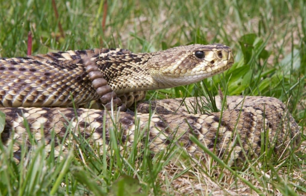 an eastern diamondback rattlesnake coiled on the grass 