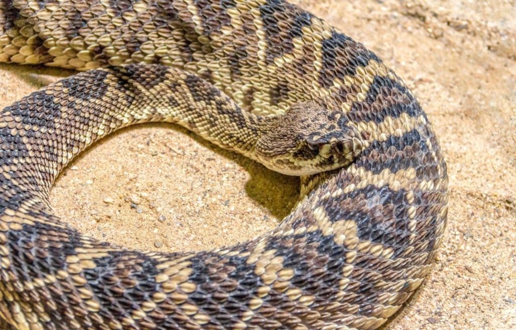 an eastern diamondback rattlesnake on a sandy ground