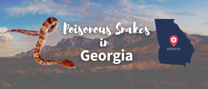 poisonous snakes in Georgia featured image