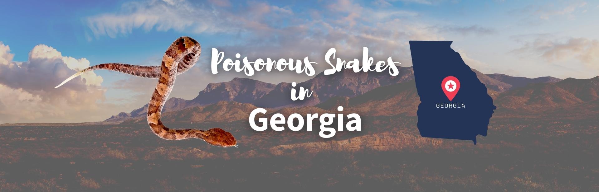 6 Poisonous Snakes In Georgia | Photos, ID Guide & DoppleGangers