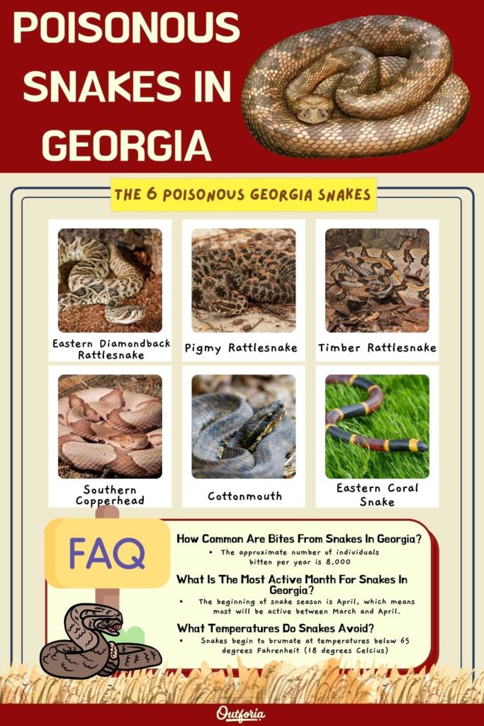 chart of the 6 poisonous snakes in Georgia with images, names, and faq
