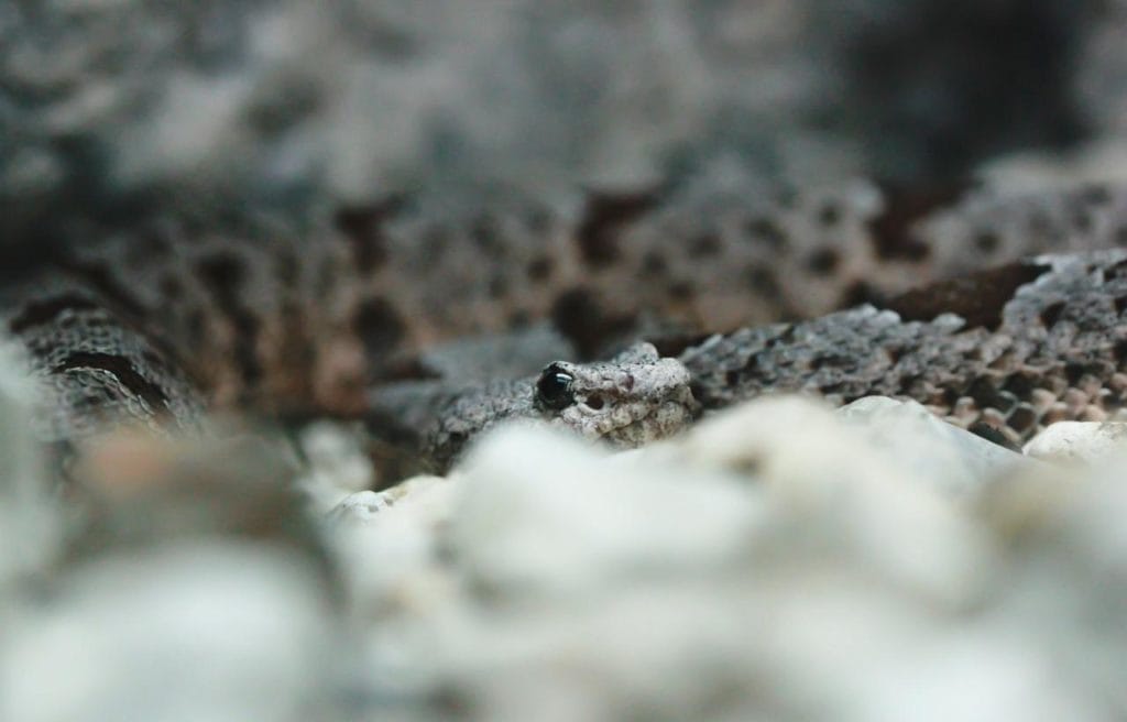 a pygmy rattlesnake hiding behind the rocks