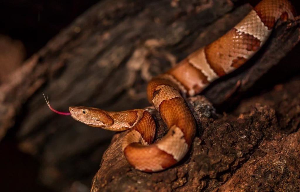 the copperhead or highland moccasin slithering on a tree with tongue sticking out