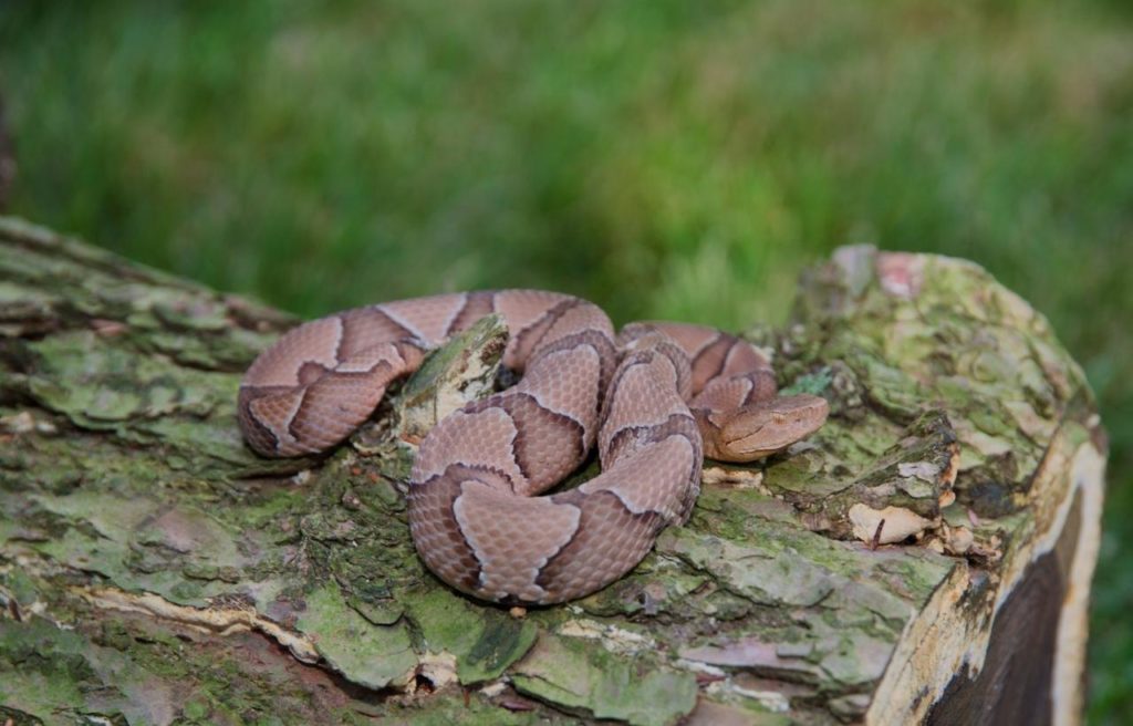 a southern copperhead sunning on a tree bark