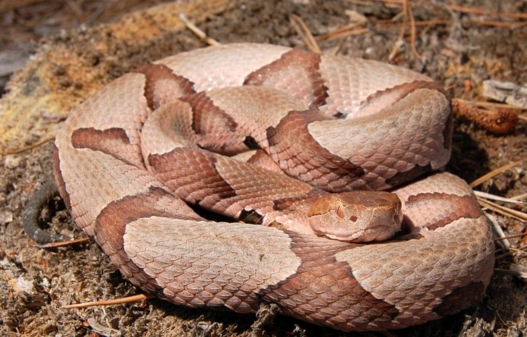 a coiled southern copperhead resting on the ground