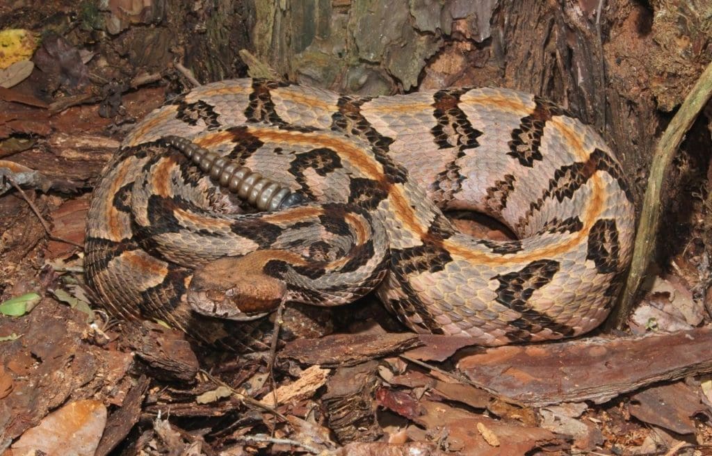 one of the poisonous snakes in Georgia, the timber rattlesnake or also known as canebreak rattlesnake